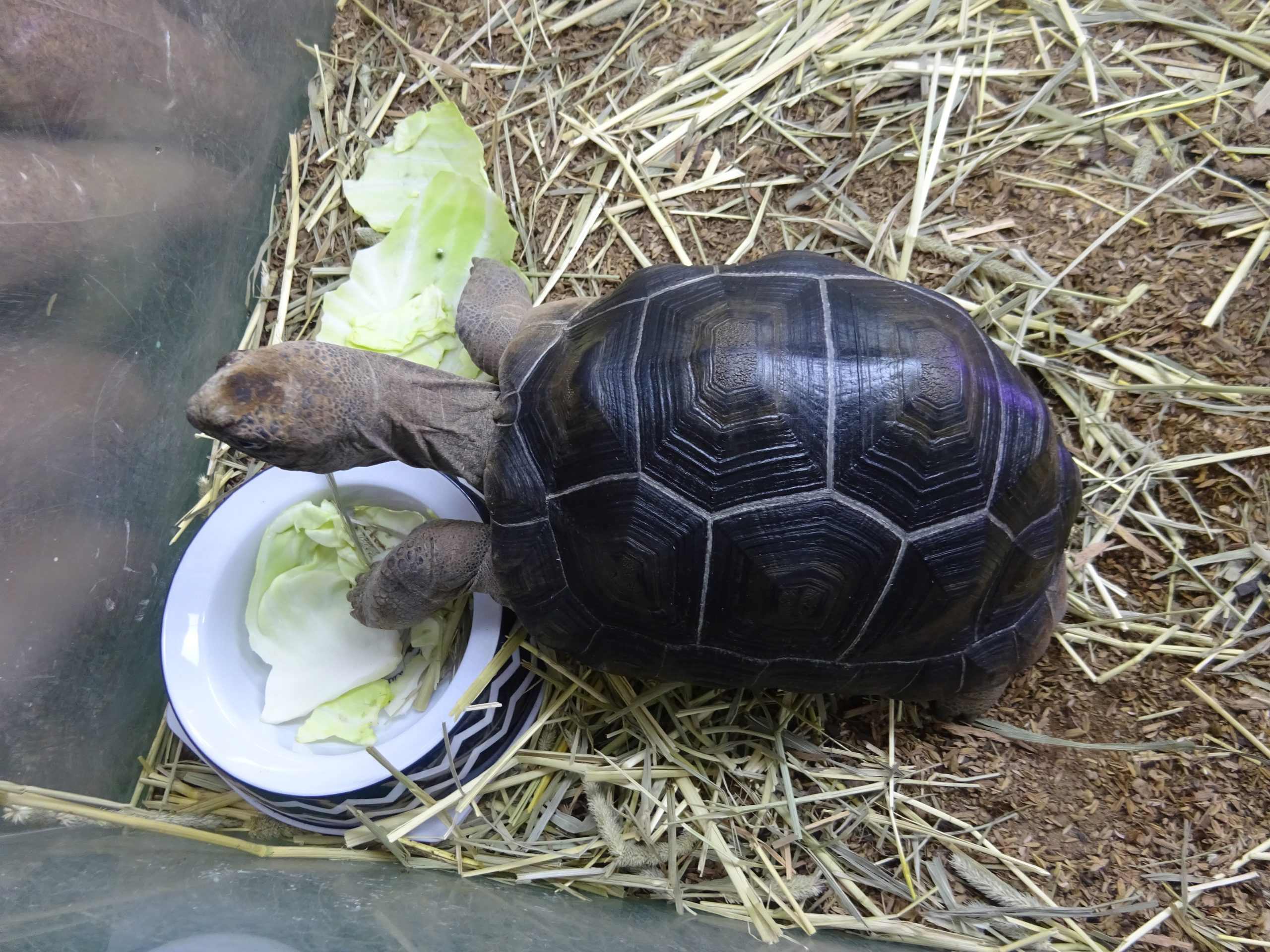 入荷予定　生体